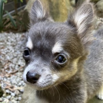 チワワ(ロング)【兵庫県・女の子・2024年3月20日・ブルータン】の写真「希少価値のブルータンです。」