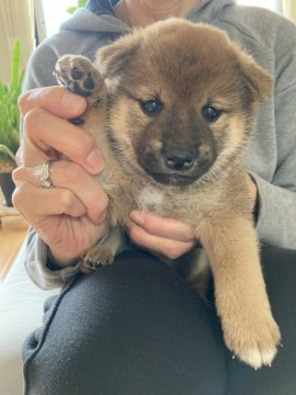 柴犬(標準サイズ)【兵庫県・男の子・2021年10月1日・赤】の写真「目大きく　性格の良い子犬です。」