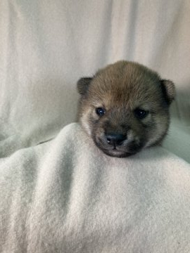 柴犬(標準サイズ)【兵庫県・男の子・2021年10月1日・赤 ⭐️男らしい狸顔のワンチャンです。】の写真「雄らしいワンチャンです。」