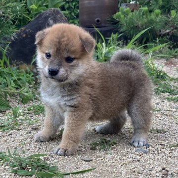 柴犬(標準サイズ)【兵庫県・男の子・2024年4月30日・赤】の写真「綺麗な赤色の男の子✨」