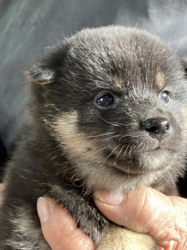 柴犬(標準サイズ)【兵庫県・女の子・2021年11月30日・黒】の写真「かわいいタヌキ顔の黒柴です。」