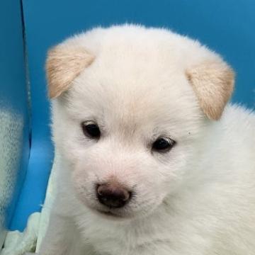 柴犬(標準サイズ)【兵庫県・男の子・2022年9月5日・白】の写真「上品な顔立、骨格も良く、性格の良い子犬です。」