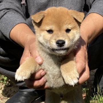 柴犬(標準サイズ)【兵庫県・男の子・2022年8月27日・赤】の写真「目力のある男前の元気男の子です。」