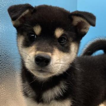 柴犬(標準サイズ)【兵庫県・男の子・2022年9月5日・黒】の写真「鮮やかな黒で気品漂うハンサムボーイです。」