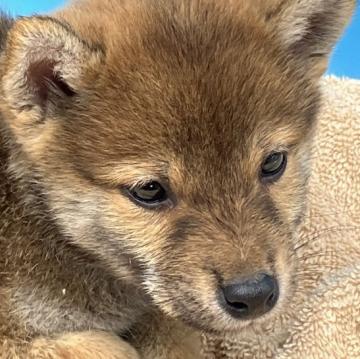 柴犬(標準サイズ)【兵庫県・男の子・2022年8月28日・赤】の写真「小ぶりな男の子、元気で陽気です。」