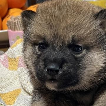 柴犬(標準サイズ)【兵庫県・男の子・2022年11月13日・赤】の写真「たぬきのようで目に輝きのある男の子です。」