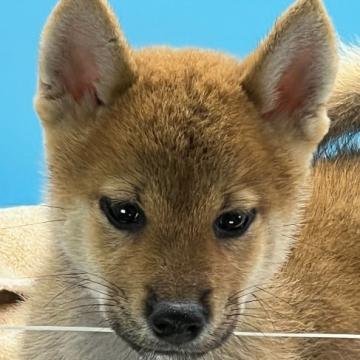 柴犬(標準サイズ)【兵庫県・男の子・2022年8月2日・赤】の写真「小ぶりで元気な子犬です。」