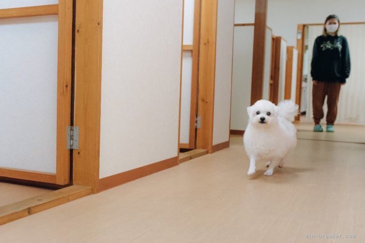 松原　將利(まつばら　まさとし)ブリーダー(香川県・トイプードルなど・JKC登録)の紹介写真4