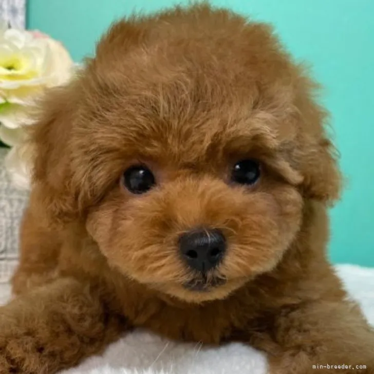 はな 様のお迎えした子犬