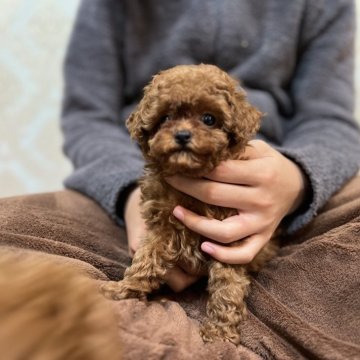 トイプードル(ティーカップ)【石川県・女の子・2024年11月20日・レッド】の写真「マイクロティーカップのママから産まれました」