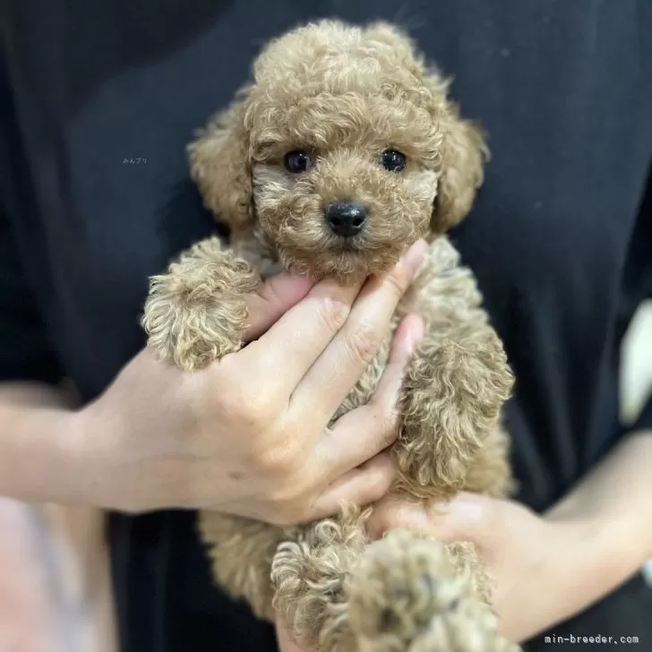 S.N 様のお迎えした子犬