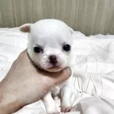 チワワ(スムース)