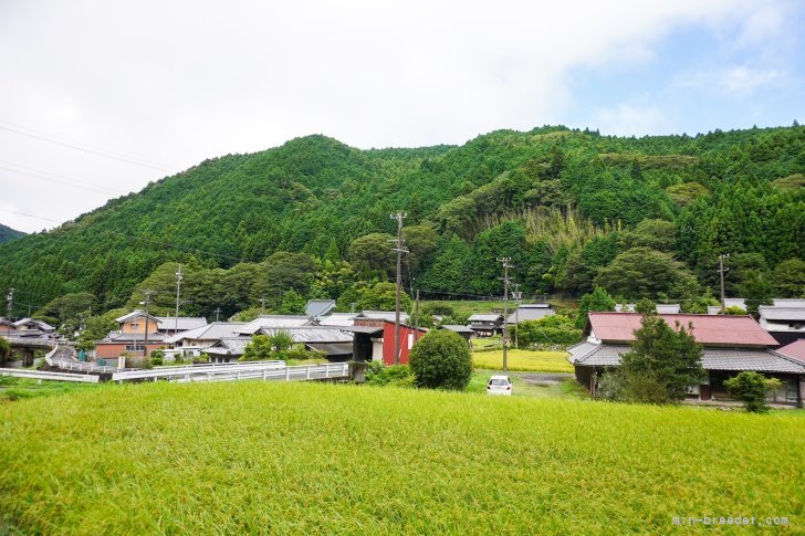 山あり川あり自然の中で育てています。｜大橋　則男(おおはし　のりお)ブリーダー(三重県・ゴールデンレトリバーなど・JKC登録)の紹介写真4