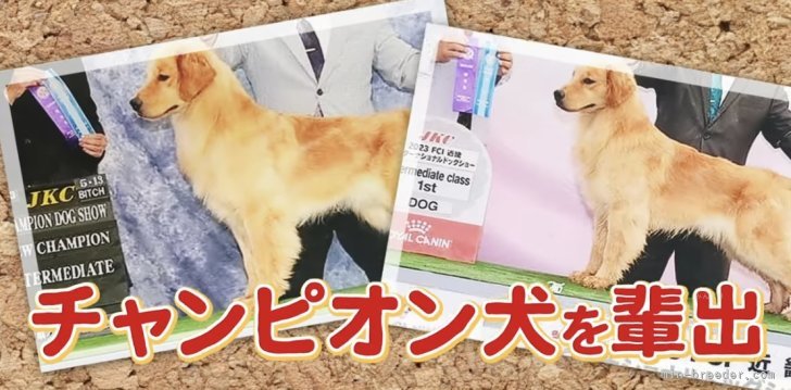 チャンピオン犬パパが在籍｜大橋　則男(おおはし　のりお)ブリーダー(三重県・ゴールデンレトリバーなど・JKC登録)の紹介写真8