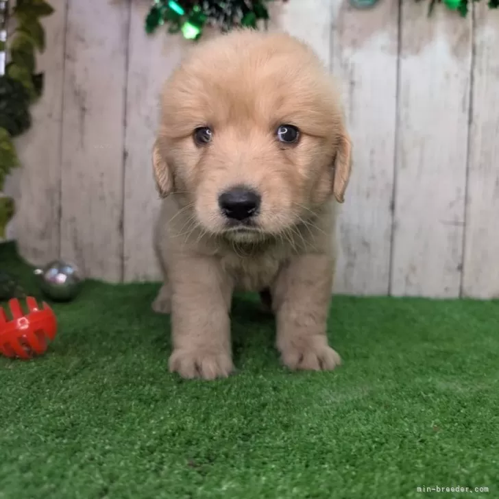 ma 様のお迎えした子犬