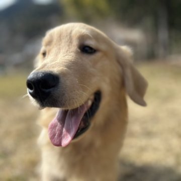 ゴールデンレトリバー【三重県・男の子・2024年8月17日・ゴールド】の写真「おっとりした性格の男の子です🌸」