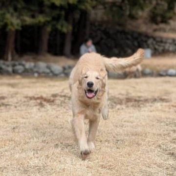 ゴールデンレトリバー【三重県・男の子・2024年6月11日・ゴールド】の写真「お父さんJKCチャンピオン！となしめな男の子です！」