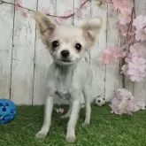 チワワ(ロング)