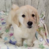 ゴールデンレトリバー