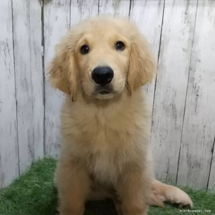 マサ 様のお迎えした子犬