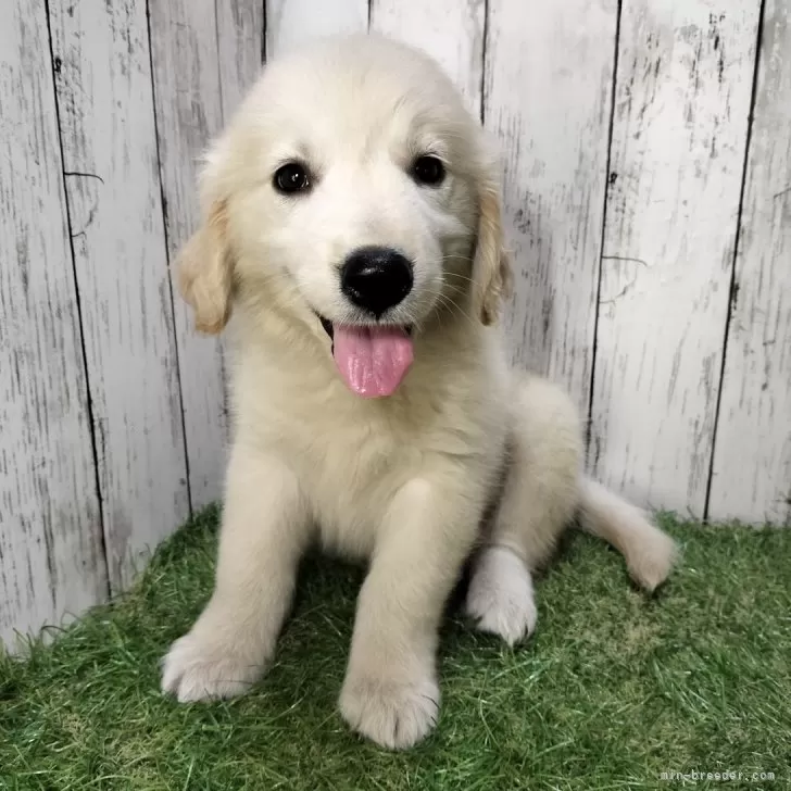 M.N 様のお迎えした子犬