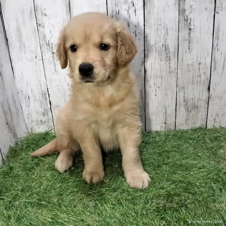 J.S 様のお迎えした子犬