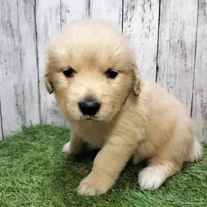 しゅんぞう 様のお迎えした子犬