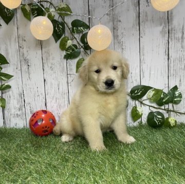 ゴールデンレトリバー【三重県・女の子・2023年7月2日・ゴールド】の写真「ふわふわ綺麗なゴールドです♪」