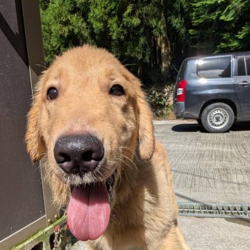 ゴールデンレトリバー【三重県・男の子・2024年4月12日・ゴールド】の写真「お父さんJKCチャンピオンです」