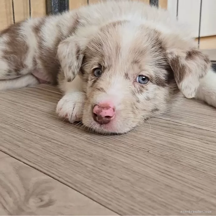 こっしー 様のお迎えした子犬