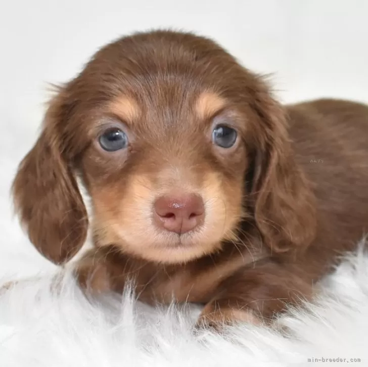 ちゅらちゃん。 様のお迎えした子犬