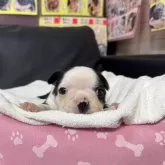 ボストンテリア