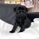パグ