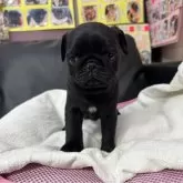 パグ