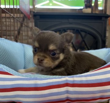 チワワ(ロング)【岐阜県・女の子・2020年2月1日・チョコタン】の写真「スクスク育っています🐾」