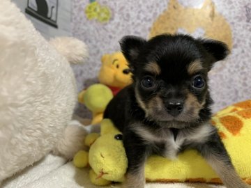 チワワ(ロング)【岐阜県・男の子・2020年8月21日・ブラックタン】の写真「スクスク育っています🐾」