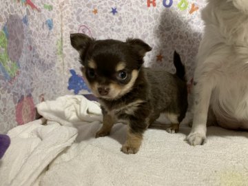 チワワ(ロング)【岐阜県・男の子・2020年12月4日・チョコタン】の写真「スクスク育っています🐾」