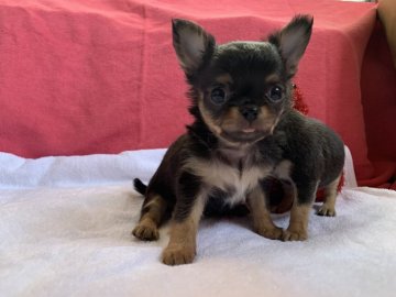 チワワ(ロング)【岐阜県・男の子・2020年1月22日・ブラックタン】の写真「可愛がってくださる方🐾」