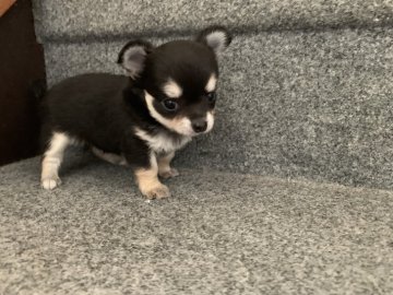 チワワ(ロング)【岐阜県・男の子・2019年9月10日・ブラックタン】の写真「小ぶりな三兄弟🐾」