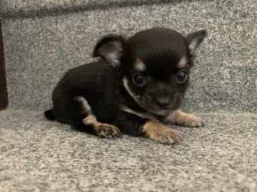 チワワ(ロング)【岐阜県・男の子・2019年9月10日・ブラックタン】の写真「小ぶりな三兄弟🐾」