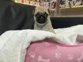 パグ【岐阜県・女の子・2024年9月20日・フォーン】の写真2