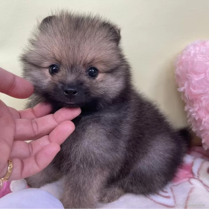 まこりん 様のお迎えした子犬