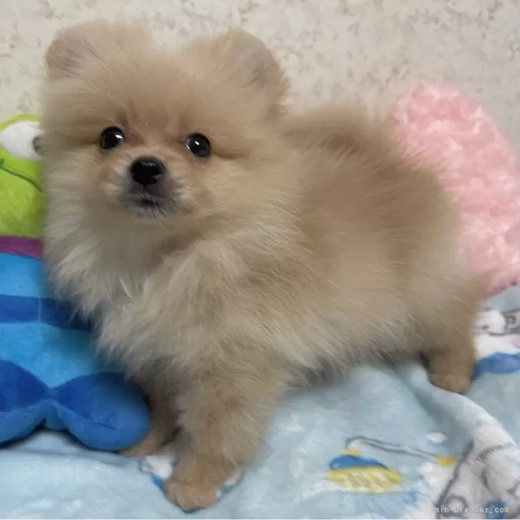 うに 様のお迎えした子犬