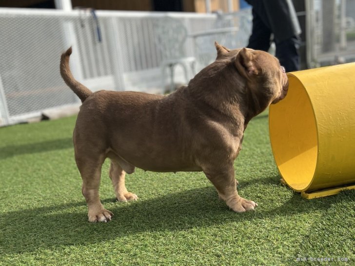 上條麗娜ブリーダーのブログ：親犬紹介