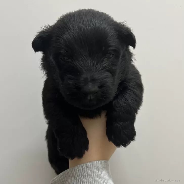 ノエル 様のお迎えした子犬