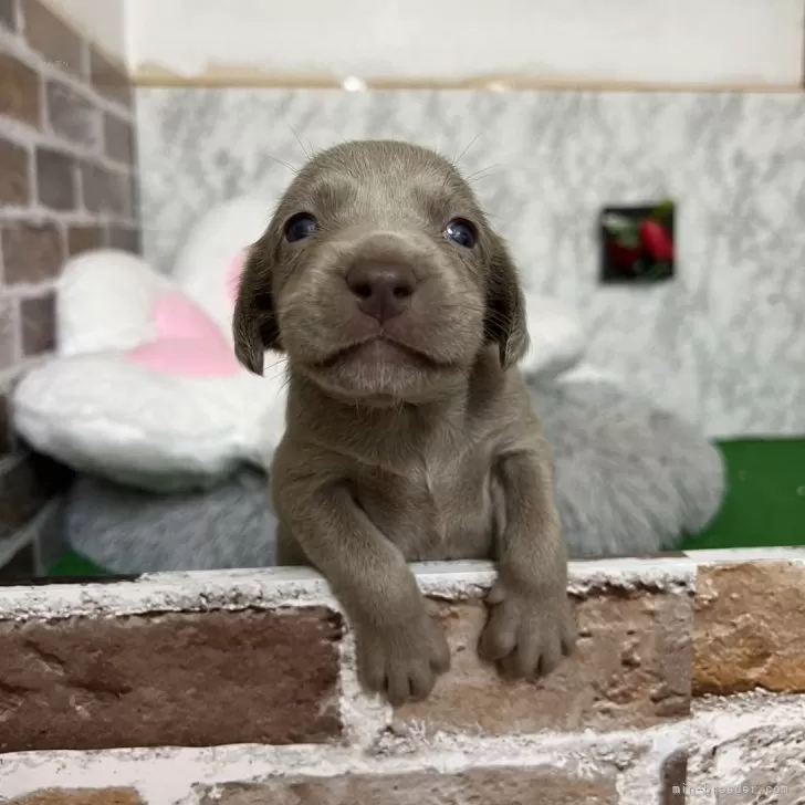 A.S 様のお迎えした子犬