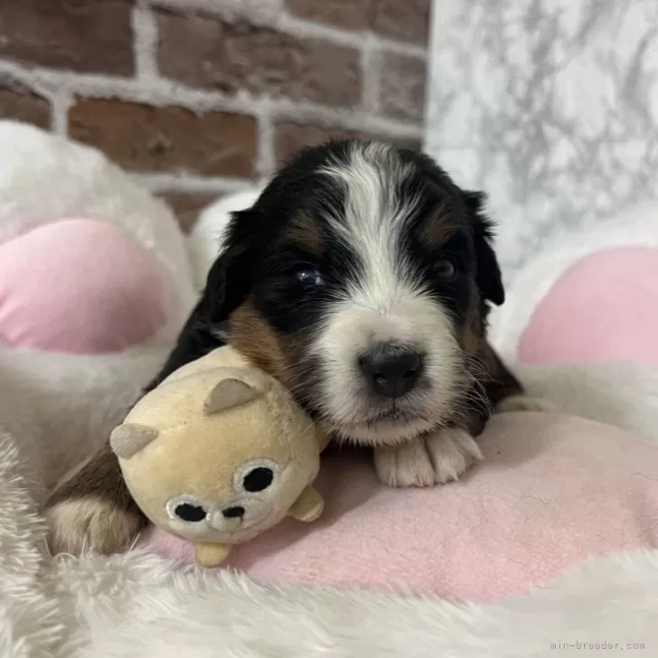 K.T 様のお迎えした子犬
