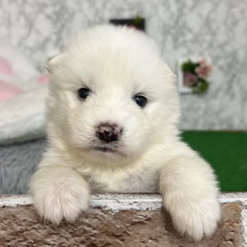 サモエド【愛知県・男の子・2024年11月11日・ホワイト】の写真「すくすく成長中🌼」