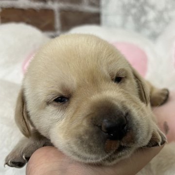 ラブラドールレトリバー【愛知県・男の子・2024年12月18日・イエロー】の写真「すくすく成長中🍩」