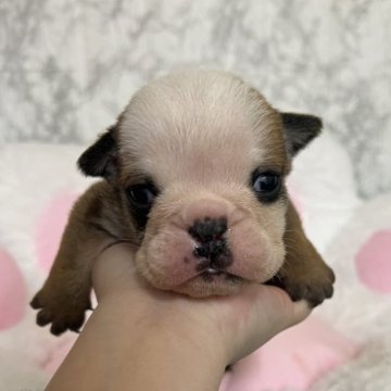 ブルドッグ【愛知県・男の子・2024年10月24日・レッド&ホワイト】の写真「すくすく成長中🐾」